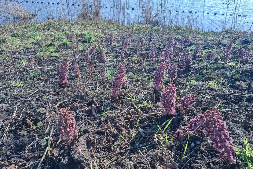 natuur nieuwsheemstede 9 maart groot hoefblad