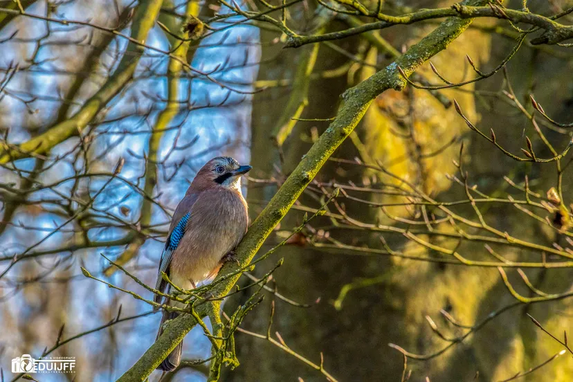 vlaamse gaai beeckst