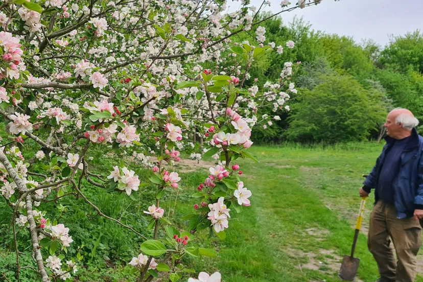 heemstede20 april appelbloesem