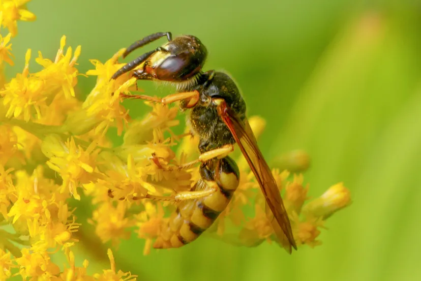 naturnieuws heemstede 15 juni bijenwolf