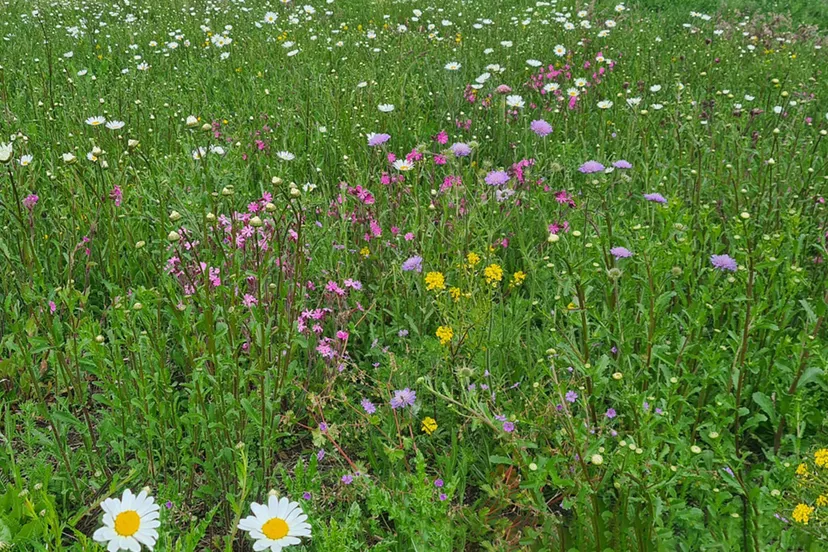 blog17 mei bloemenweide new terra