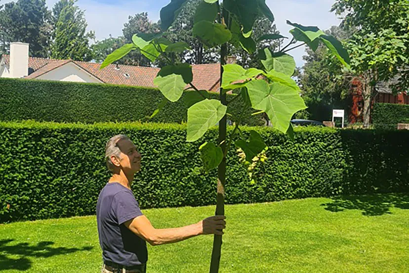 heemstede natuur nieuws 21 juni Pauwlonia sorghbosch