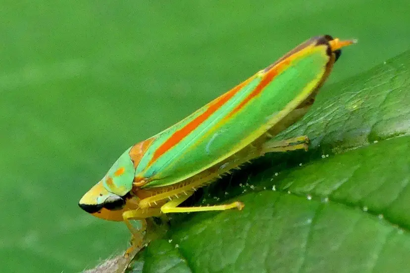 natuur nieuws Heemstede rhodondendroncicade
