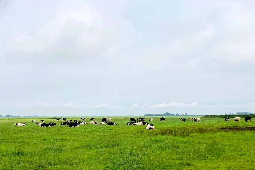 koeien-in-de-wei-img-6344