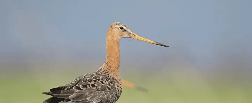 Grutto Nature Today 53725a29-8120-46ef-a120-bebc2ad81f5b