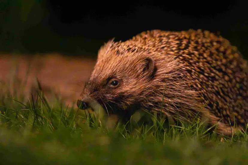 Hedgehog2_11zon