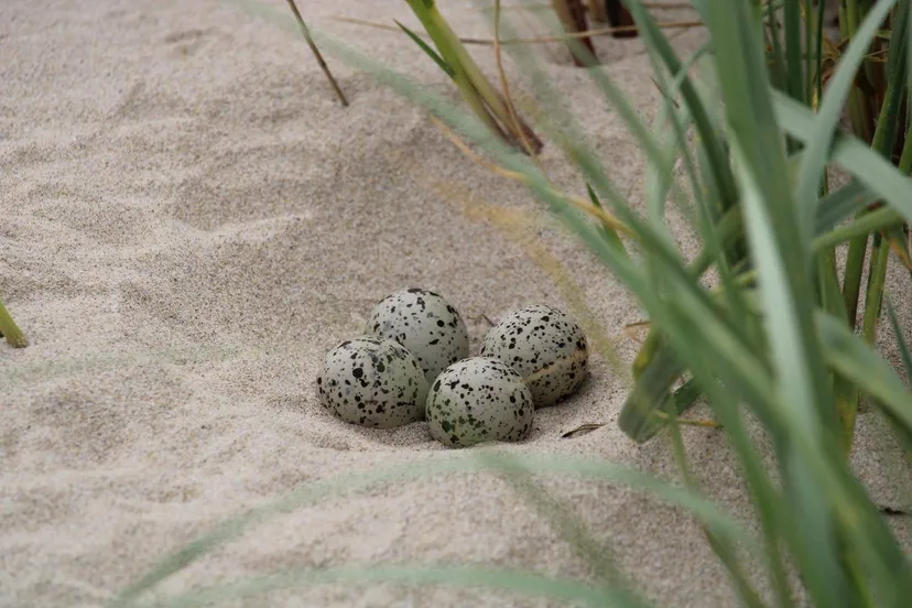 nest bontbekplevier camperduin ton van diepen