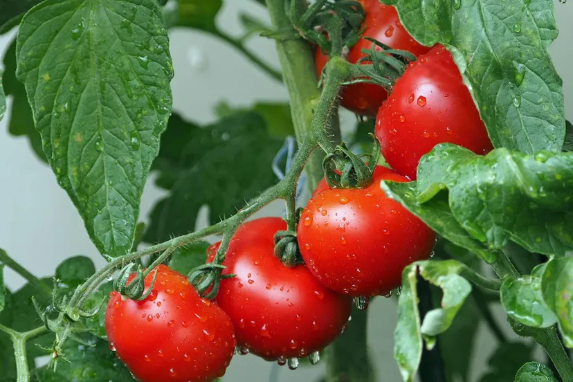 tomatoes 1561565 1920