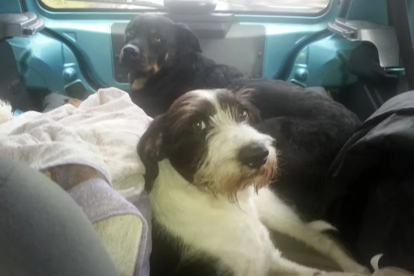 11150966 10205893899322565 4427183390912738320 n