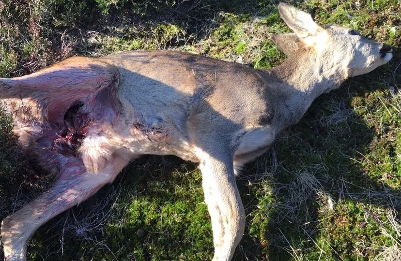 27972271 1700569060000299 7781487123635782298 n