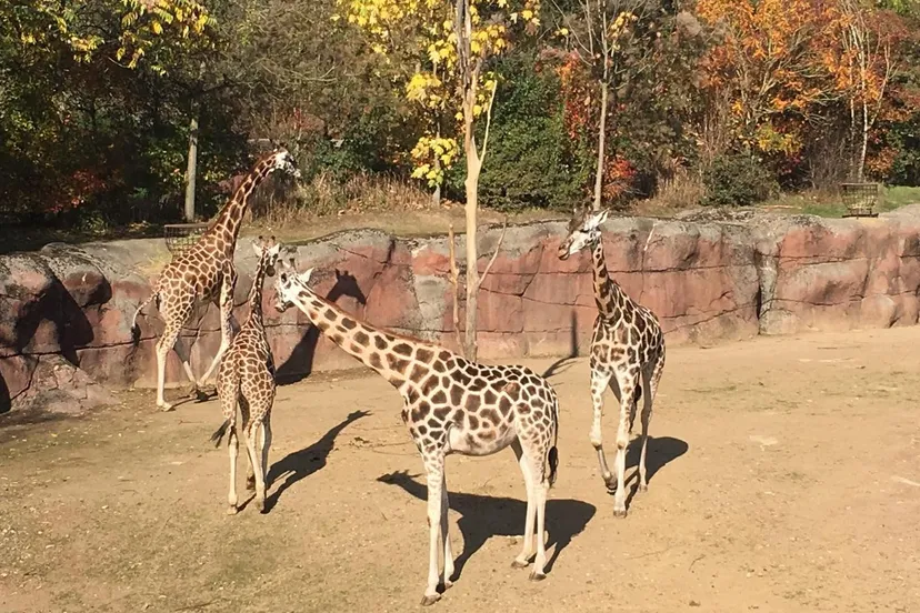 aankomst giraffe narus introductie buiten e1539342571522