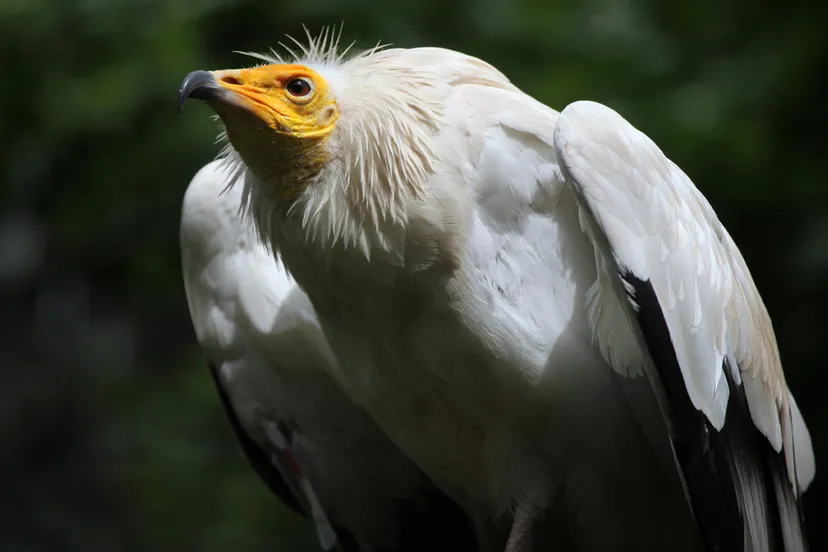 aasgier gaiazoo e1449609024530