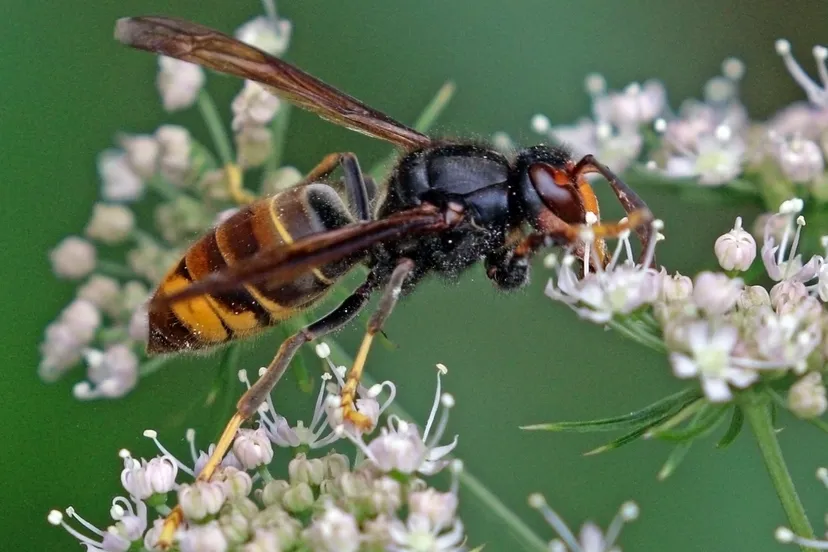 asian hornet vespa velutina