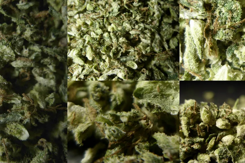 bedica medicinale cannabis flos 5 gram granulaat e1432060173832