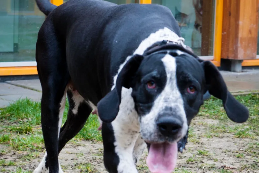 bella2 e1430308974576