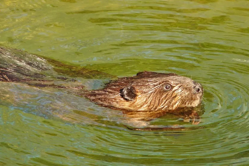 bever cco creative commons