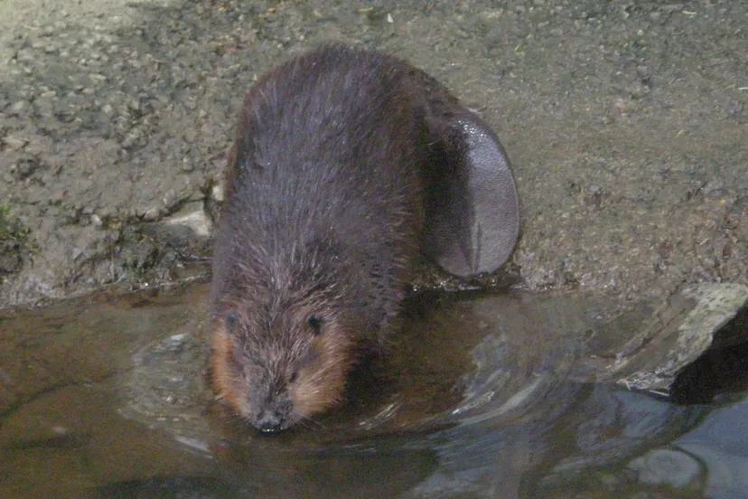 bever e1425851264878