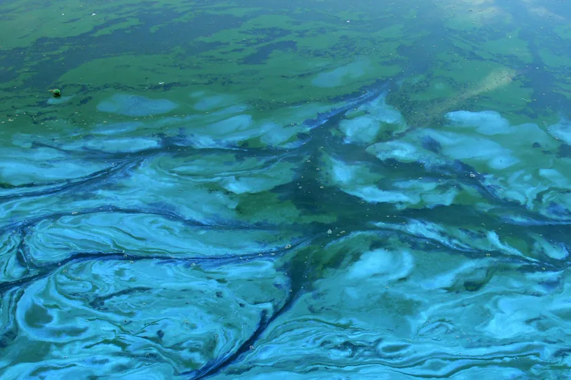 blauwalgen e1472223551392