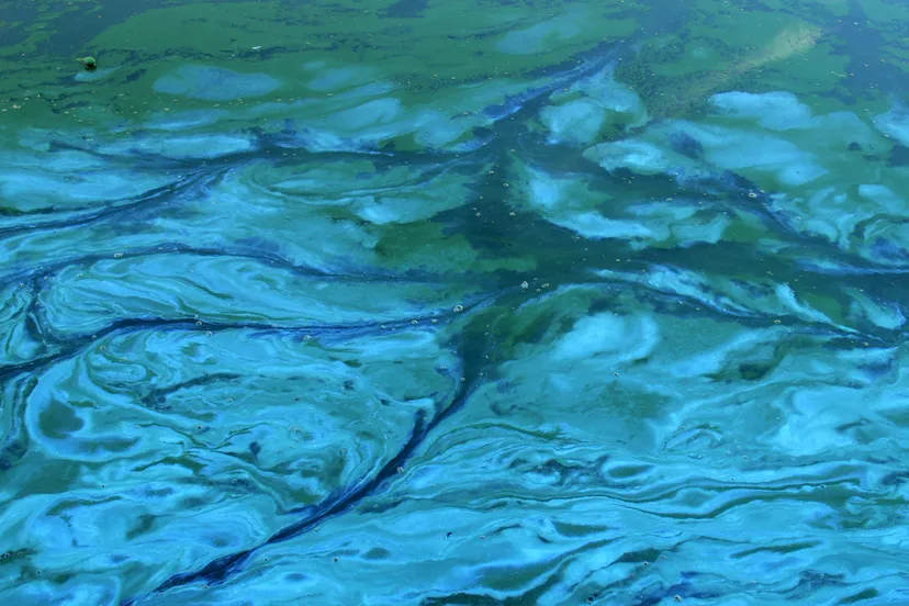 blauwalgen wikipedia