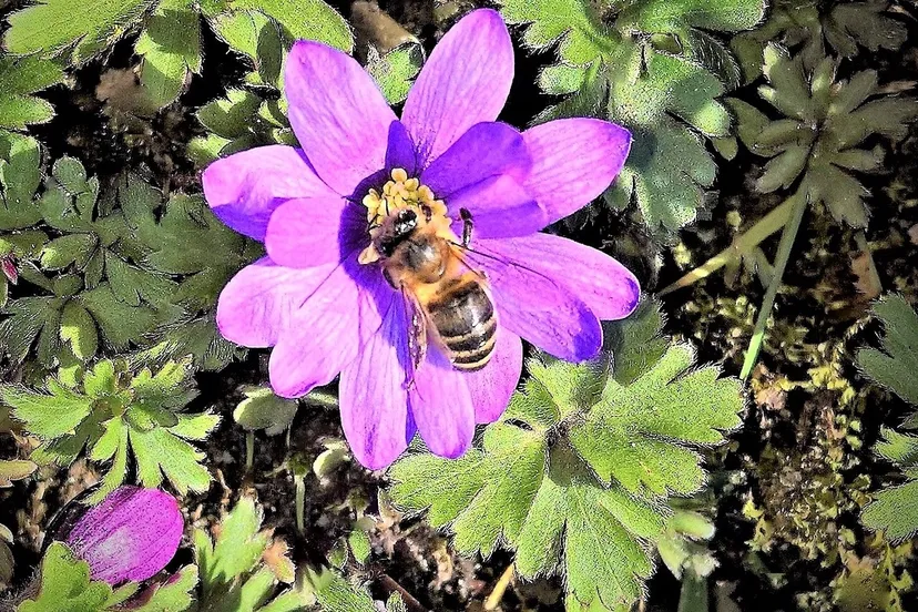 bloemetjes en bijtjes