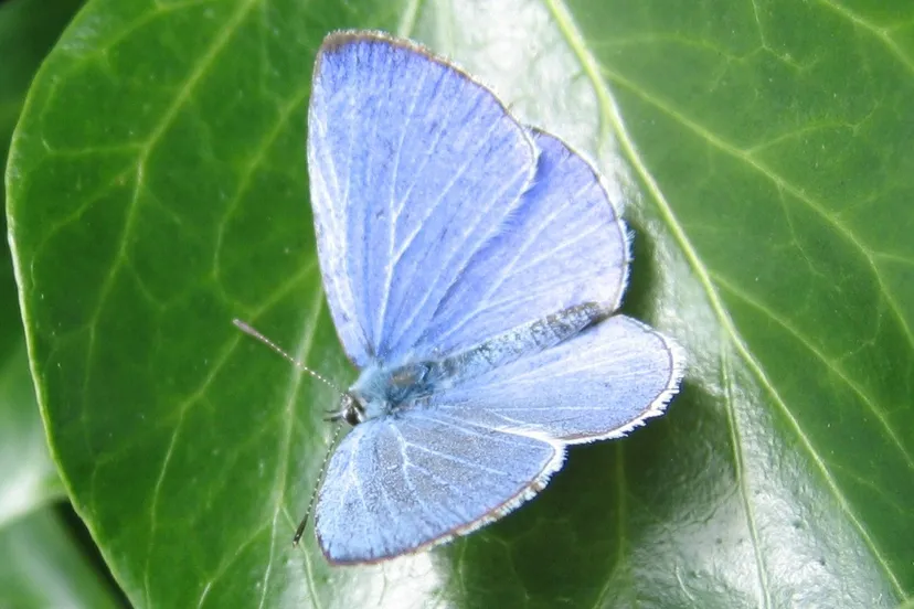 boomblauwtje e1438249195593