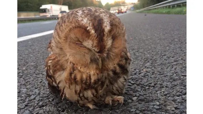 bosuil e1444052279968