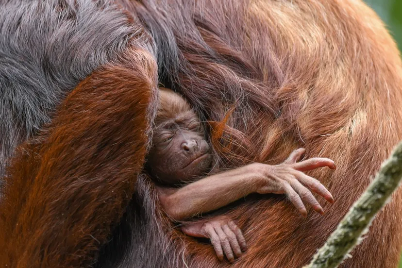 brulaap geboren 1 1280x720