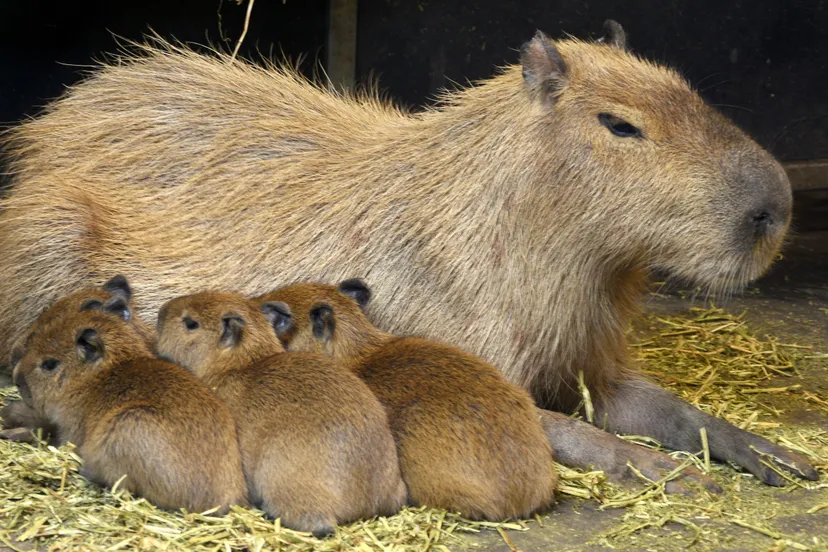 capibara s geboren in gaiazoo e1456779480657