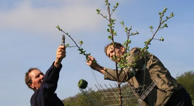 cursus fruitbomen snoeien