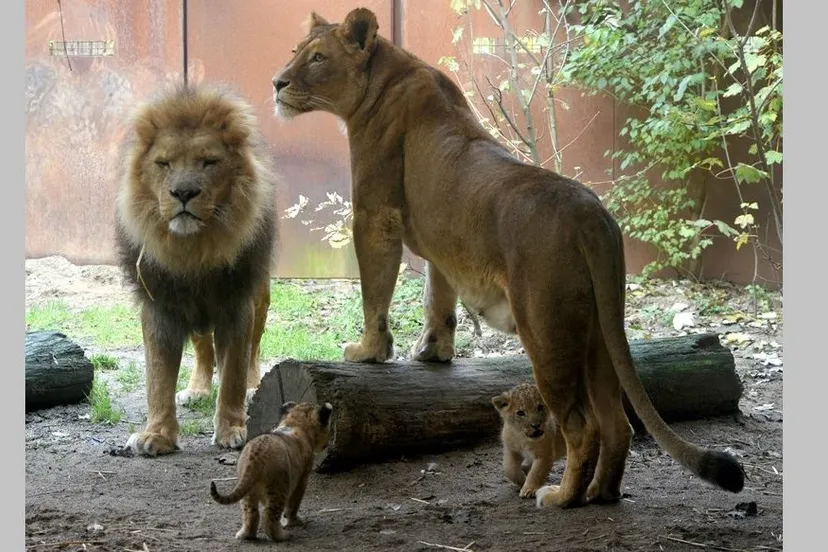 dsc 2973 002 e1574788493858