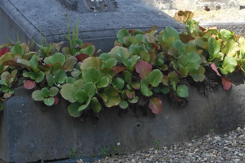 dscn1752 e1471975204545