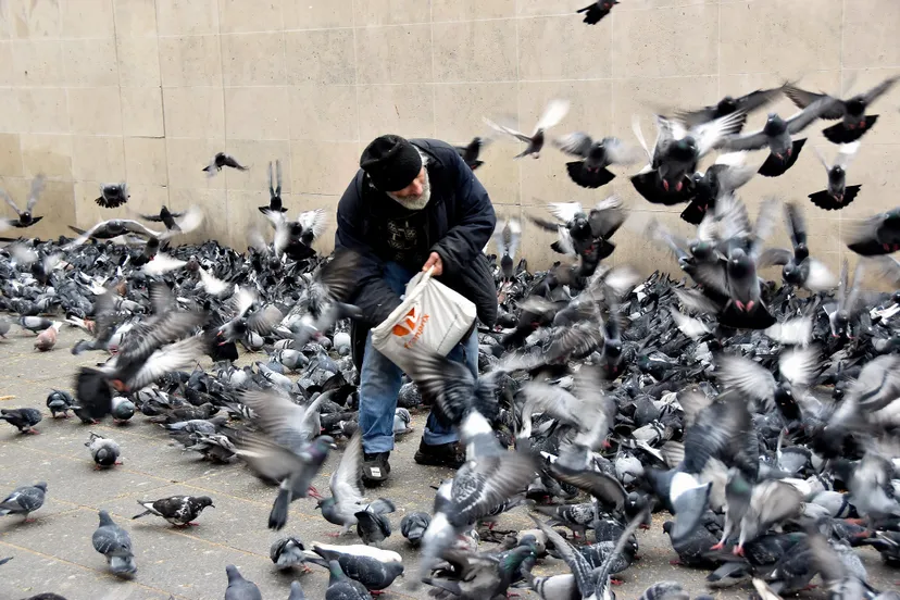 duiven voeren flickr