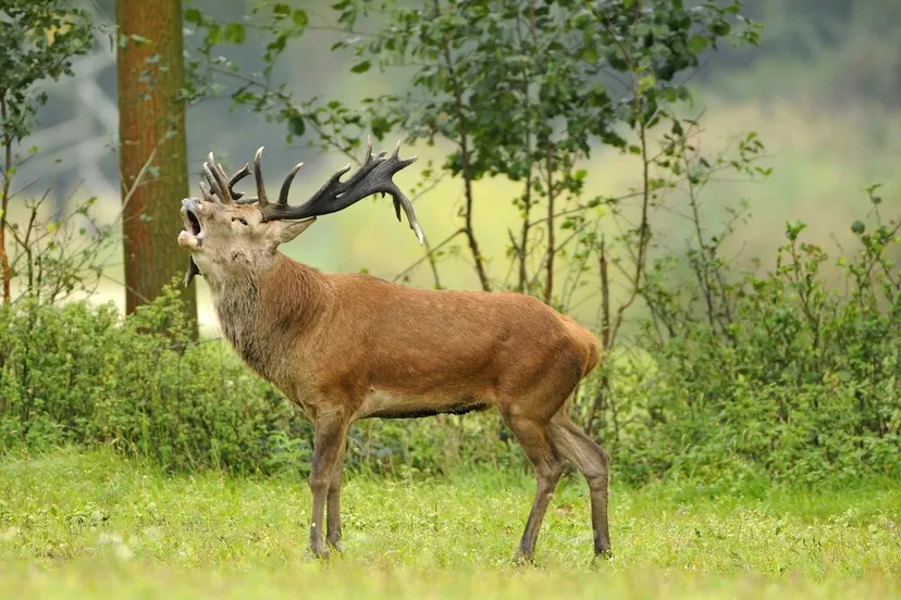 edelhert weerterbos henk heijligers