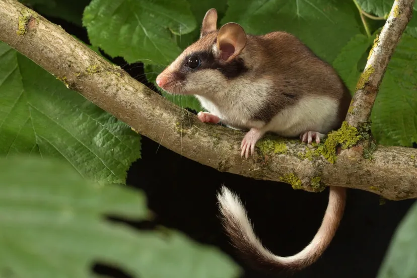 eikelmuis gebruiken met naamsvermelding wesley overman zoogdiervereniging scaled 1 1