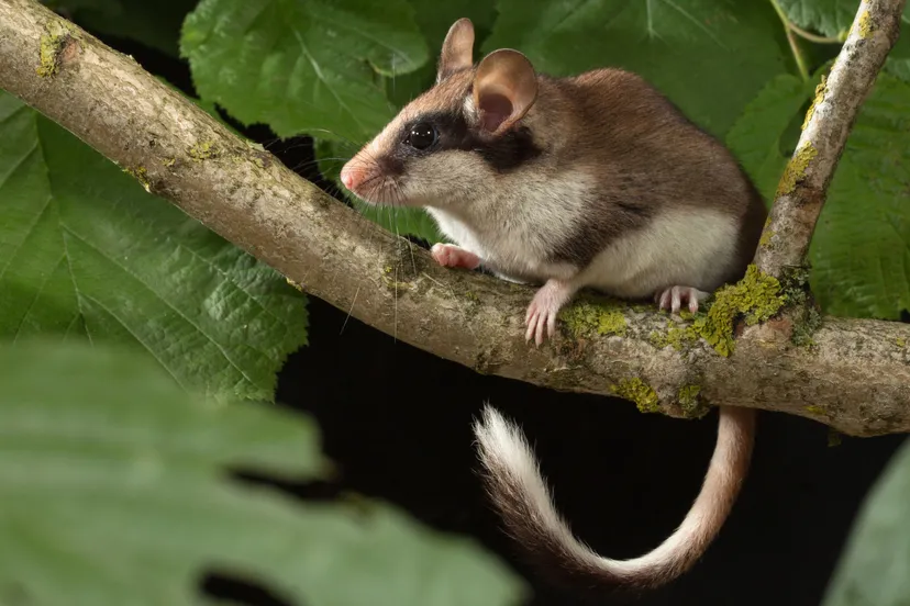 eikelmuis gebruiken met naamsvermelding wesley overman zoogdiervereniging