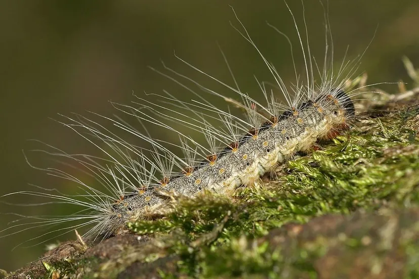 eikenprocessierups 1 e1430925132667