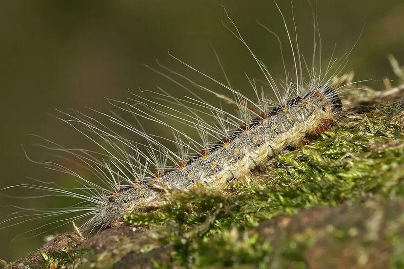 eikenprocessierups 1 e1430925132667