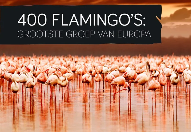 flamingos fb