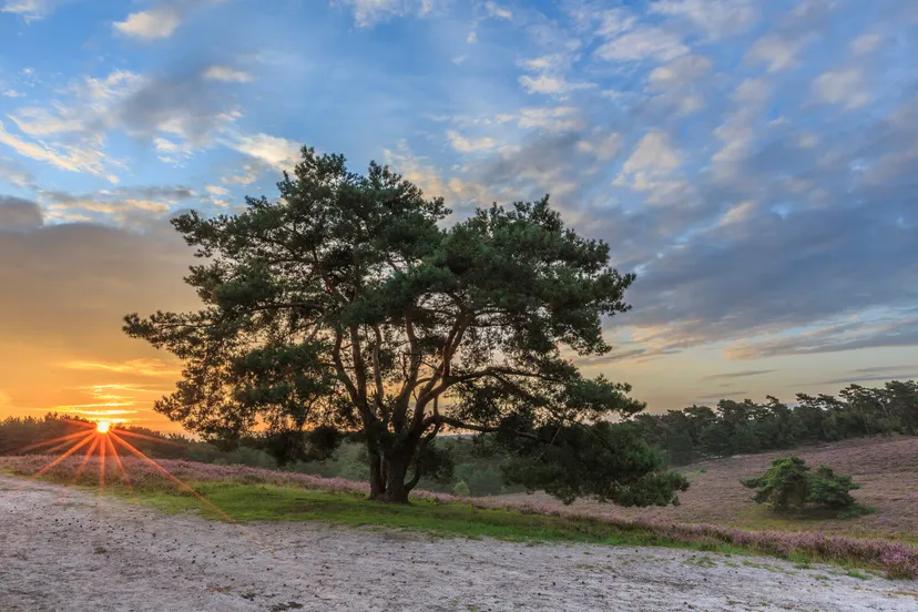 foto zonsopkomst brunssummerheide natuurmonumenten