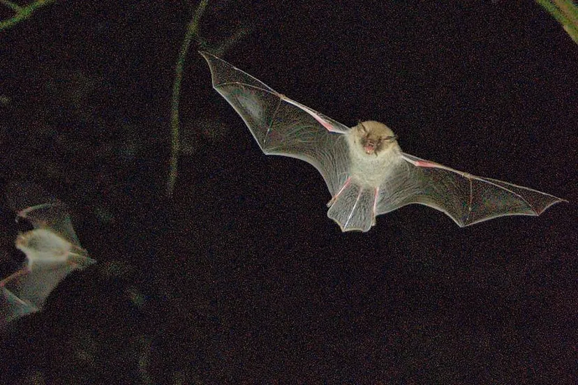 franjestaart vleermuis