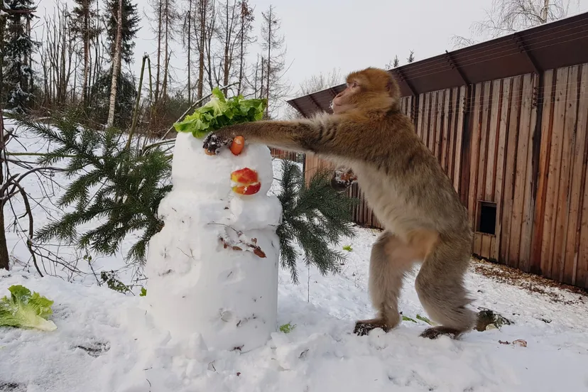 gaiazoo berberaap met sneeuwpop