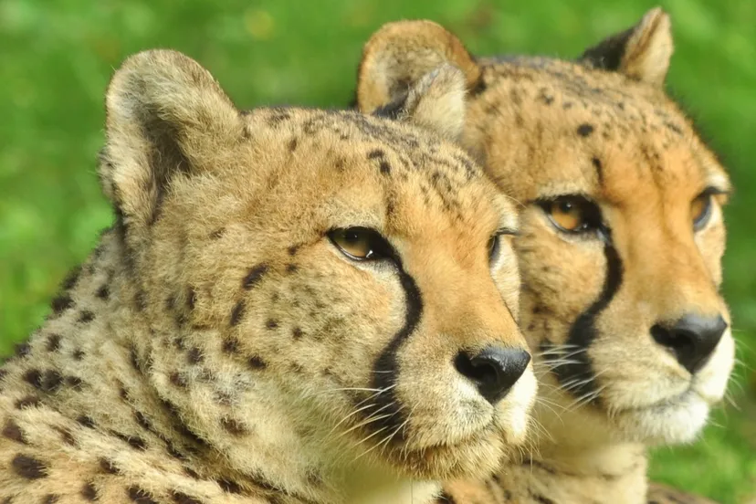 gaiazoo cheeta brothers 1280x960 2