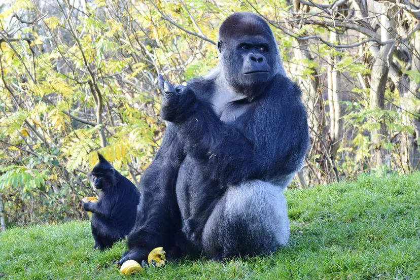 gaiazoo eigen foto 2