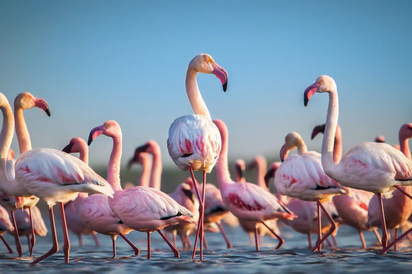 gaiazoo grote flamingo jan 2020