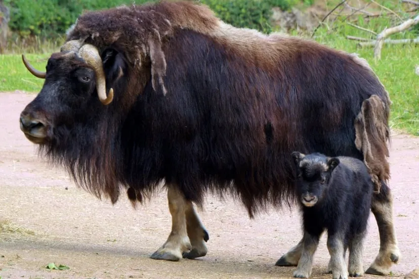 gaiazoo muskusos met jong 1024x576 1