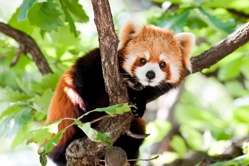 gaiazoo rode panda e1452180722237