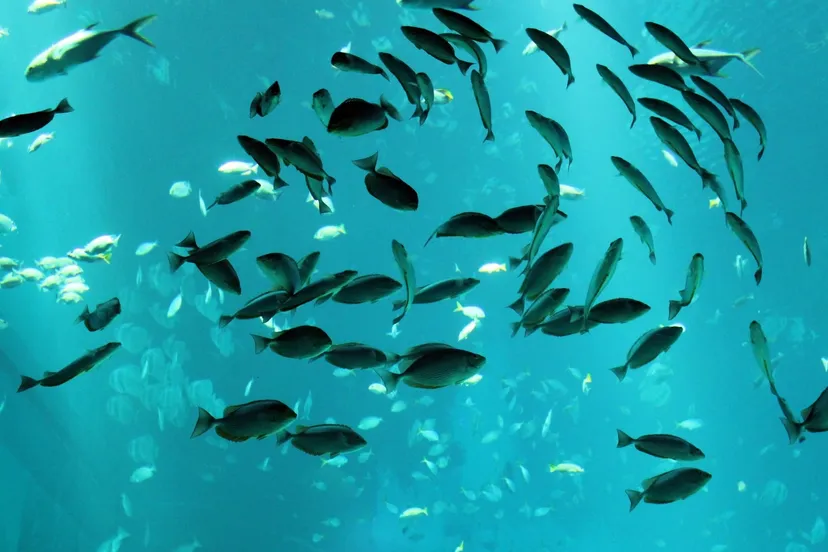 group of fish publicdomainpictures