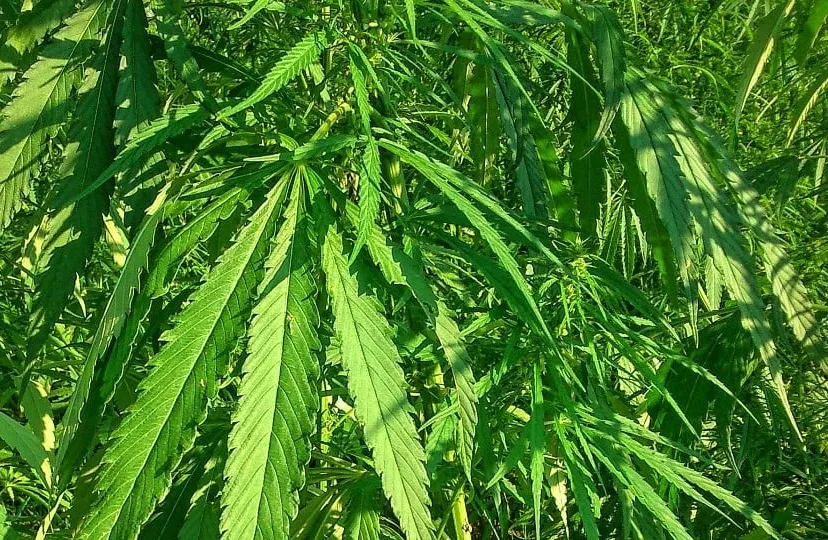 hennep pixabay e1460664243191