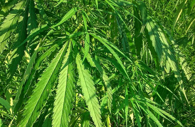 hennep pixabay e1460664243191