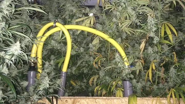 hennepplantage insula e1500809424558